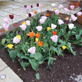 tulip bed